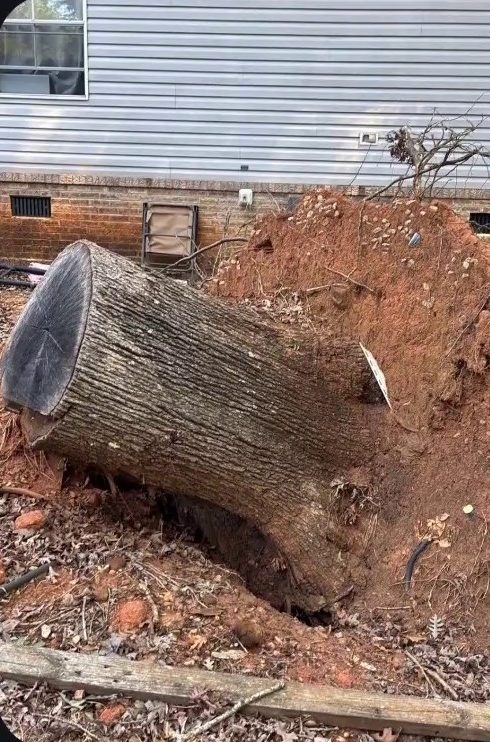 Trunk section lying in red clay beside a house after the stump was pulled