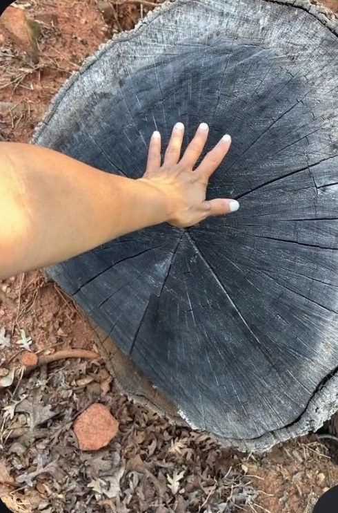 Hand laid flat on a wide cut stump to show its size
